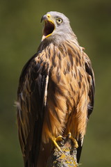 The Red Kite