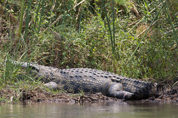 crocodile in africa at the river