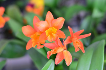 Fototapeta premium Beautiful orchid flower in garden