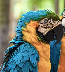 Blue and Gold Macaw.