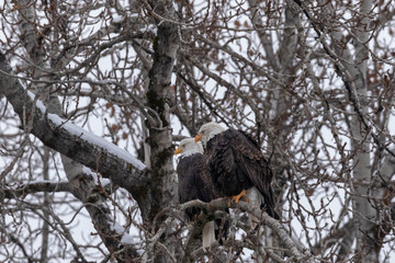 EAGLE