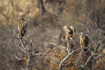 White backed Vulture in Kruger National park, South Africa ; Specie Gyps africanus family of Accipitridae