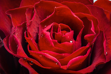 Red roses flower