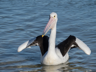 Australian Pelican Bird	