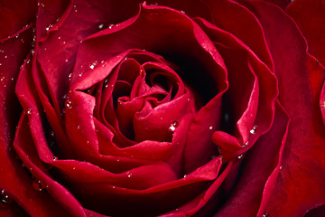 Red roses flower