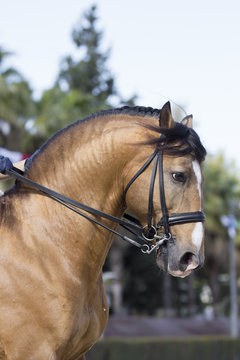 Caballo lusitano de capa baya