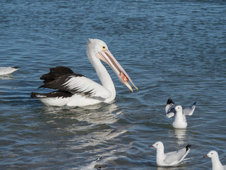 Australian Pelican Bird	