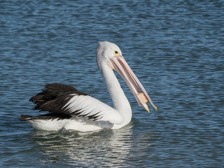 Australian Pelican Bird	