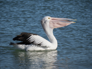 Australian Pelican Bird	