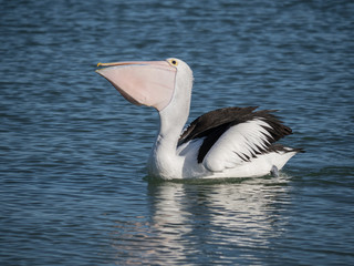 Australian Pelican Bird	