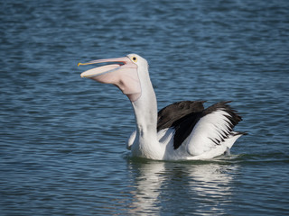 Australian Pelican Bird	
