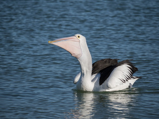 Australian Pelican Bird	