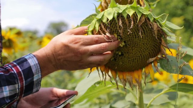 The farmer checks the harvest on the sunflower field and writes the result on the smartphone
