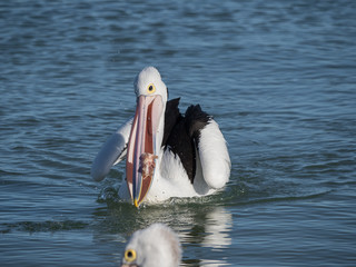 Australian Pelican Bird	
