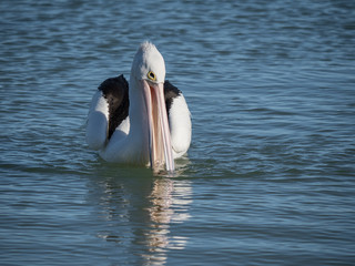 Australian Pelican Bird	