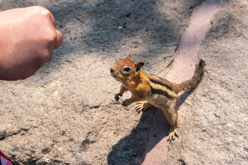 Hand Feeding Chipmunk