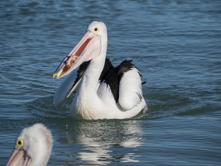 Australian Pelican Bird	