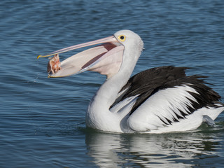 Australian Pelican Bird	