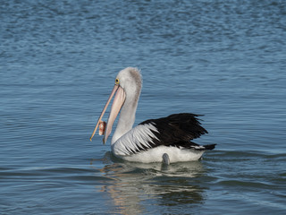 Australian Pelican Bird	