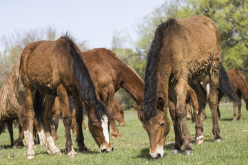Fototapeta premium Horses on a walk eating grass