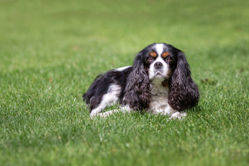 Cute dog lying on the grass