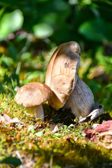 Bella coppia di porcini ,cresciuti nel bosco.