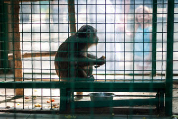 Monkey sitting in cage