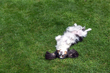 Happy dog lying upside down