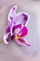 Schmetterlingsorchidee (Phalaenopsis) Bl&uuml;te