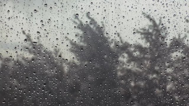 Lot of water drops on window. Storm - gray sky and blurred trees on the strong wind behind. Rainy day, wet glass.