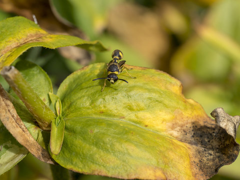Eumenes coarctatus. Eum&egrave;ne ou gu&ecirc;pe poti&egrave;re ou potier parfois gu&ecirc;pe ma&ccedil;onne