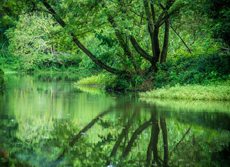 trees branch and reflection in the lake