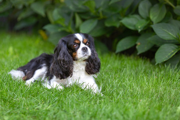Cute dog lying on the grass