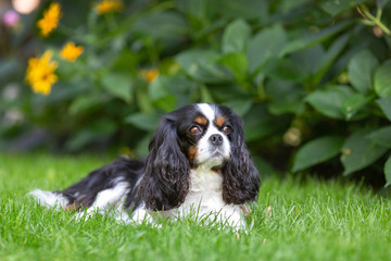 Obraz premium Cute dog lying on the grass