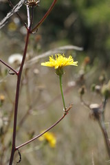 Gelbe Blume