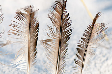 Seagull Feathers in Sand