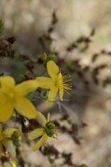 Gelbe Blume