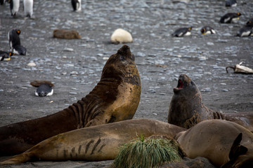 seal sitting on a rock