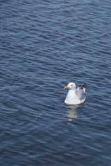 Gull in water