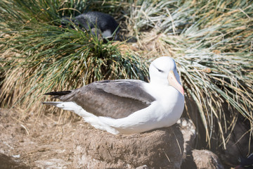 seagull in the sun in antarctica gull