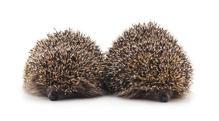 Two brown hedgehogs.
