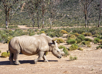 South African Rhino with Broken Horn