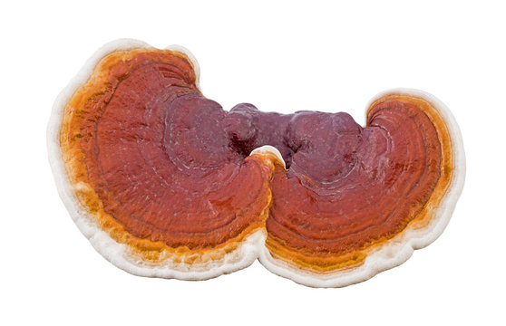 close up fresh ganoderma lucidum isolated on white background