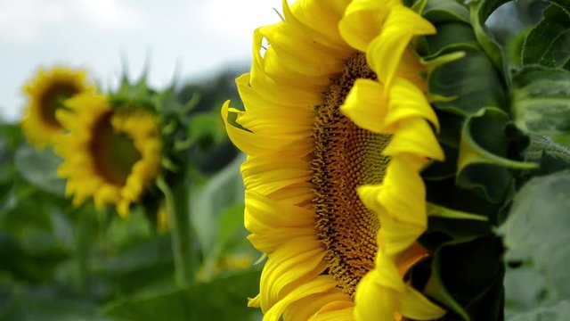 Yellow flower of a sunflower swaying in the wind 2