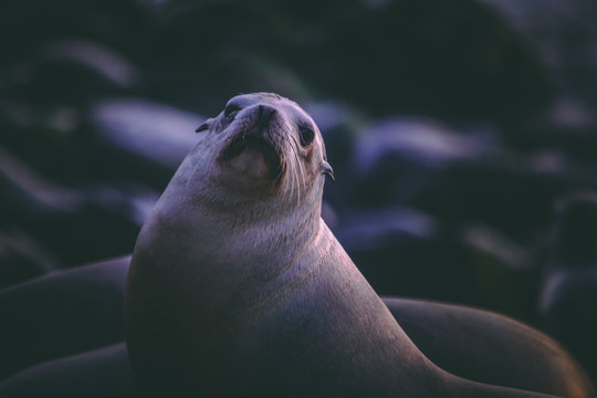 Seal sea dogs on the shore