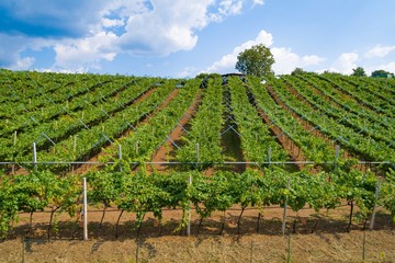 Fototapeta na wymiar Aerial drone view on vineyard plantation in northern Italy.