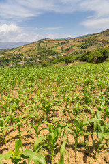 Fototapeta na wymiar Field of corn in the Albanian mountains. Hills in the background.