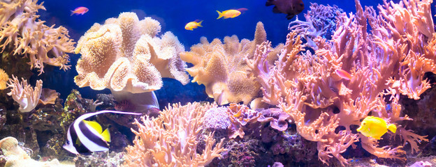 Tropical fish with corals and algae in blue water. Beautiful background of the underwater world.	