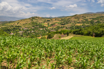 Fototapeta na wymiar Field of corn in the Albanian mountains. Hills in the background.