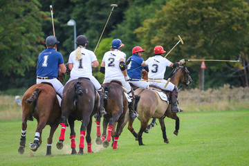 Polo horses